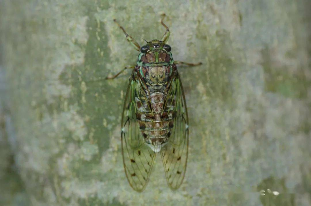 物种图册日本暮蝉