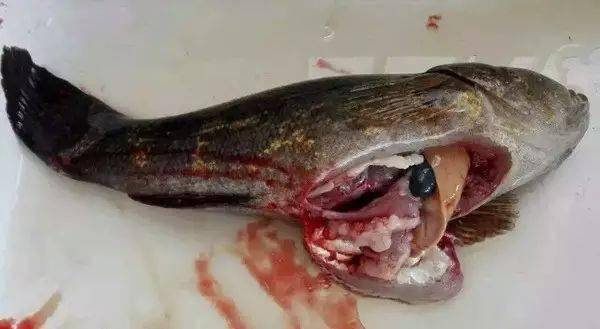 水质恶化严重翻塘死鱼这个季节不得不防的鱼病