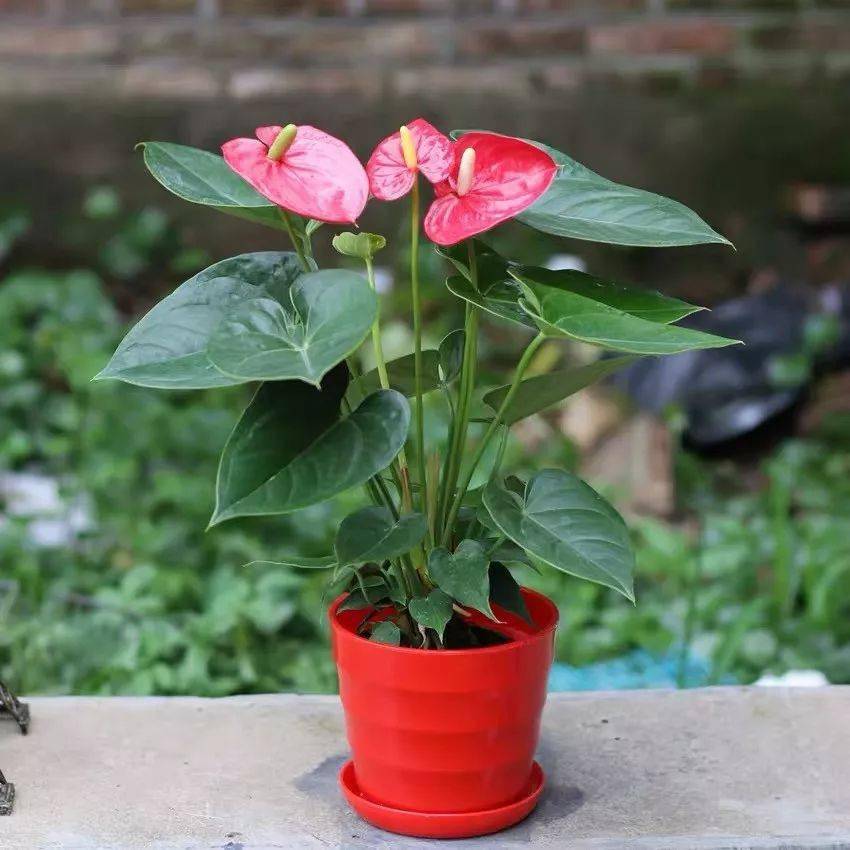 家中常见的这6种花草都有毒!平时养护要小心_含羞草