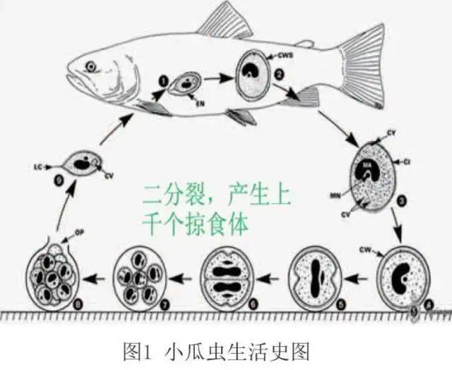 今日推荐小瓜虫的常用杀灭方法越来越没有效果病害高发期如何有效防治