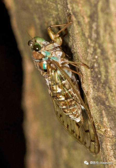物种图册日本暮蝉