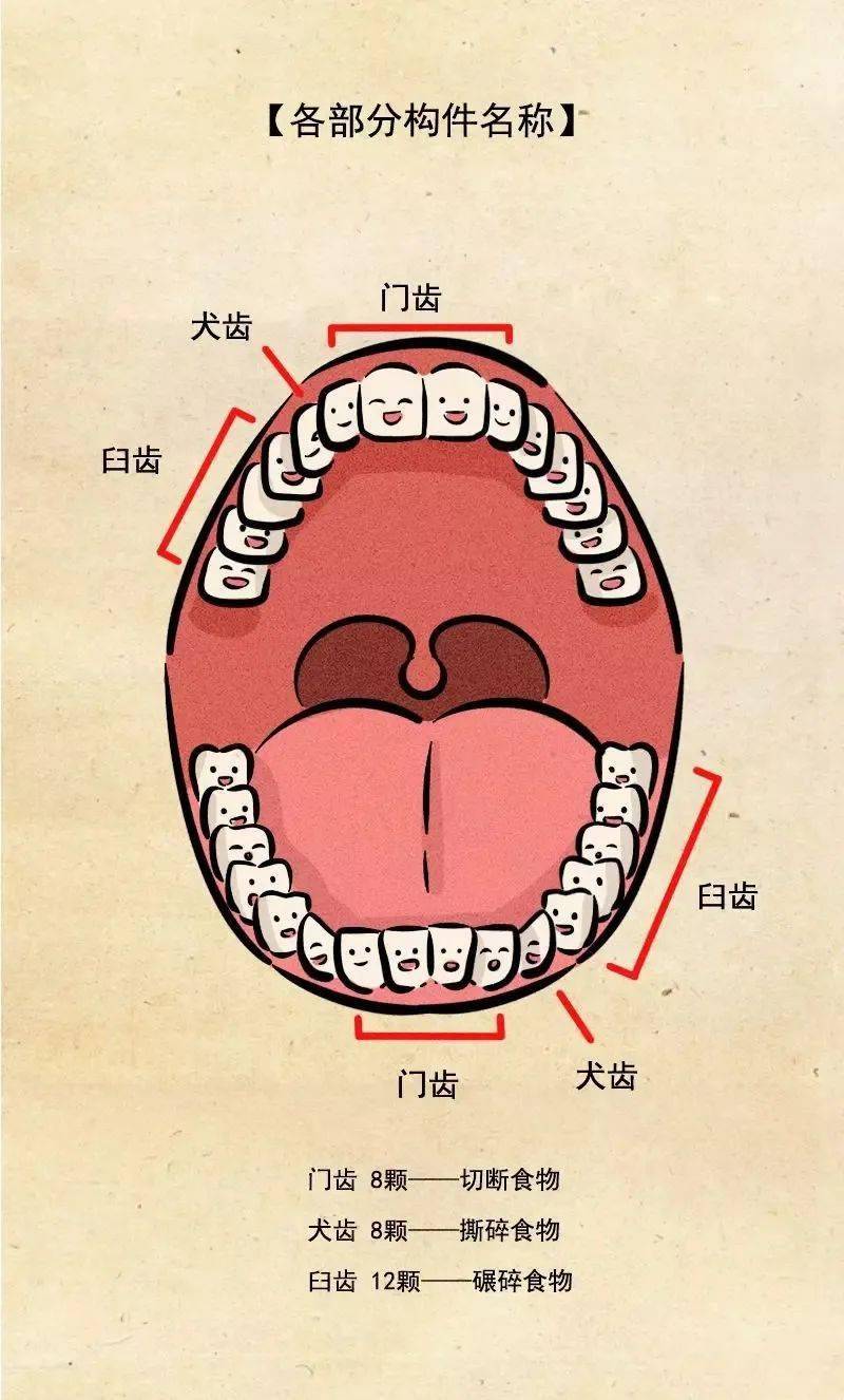 成人牙齿顺序分布图图片