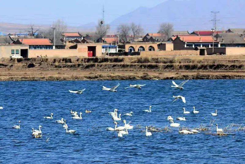 大同人如诗如画野生白天鹅爱上浑源田村水库