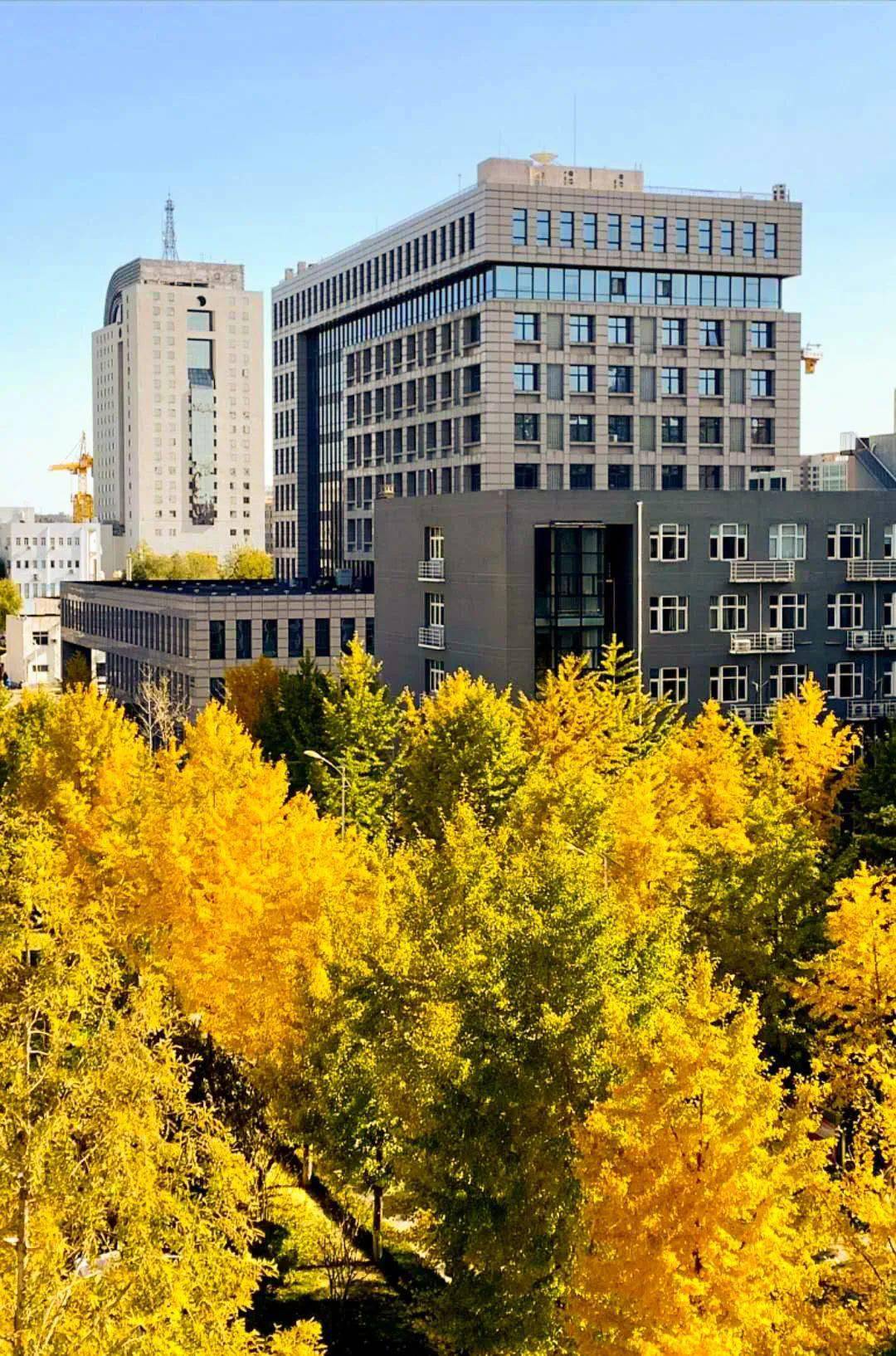 围上了红色的围巾教学楼披上了金色的毯子枫红,金黄,深绿,斑斓建筑篇2