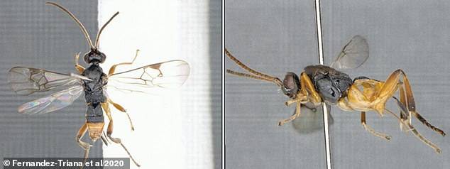 日本惊现可怕的哥斯拉黄蜂可以潜水在猎物体内产卵