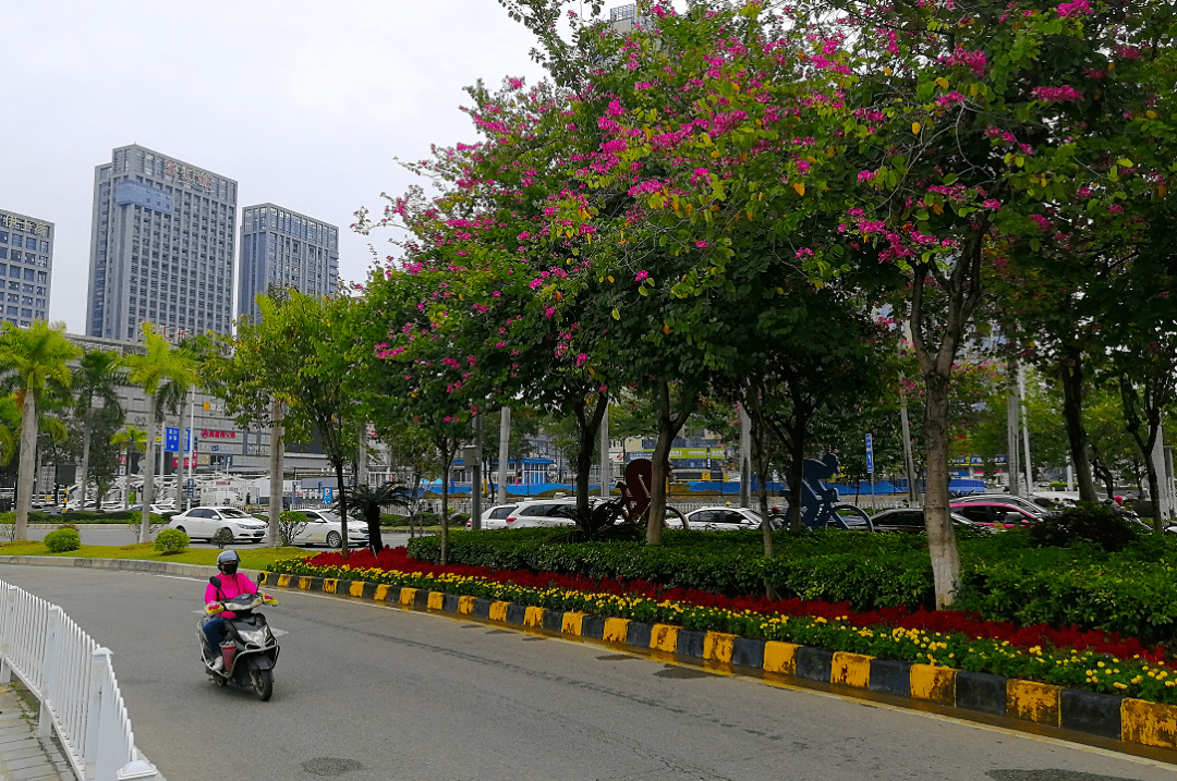 紫荆花街景图片