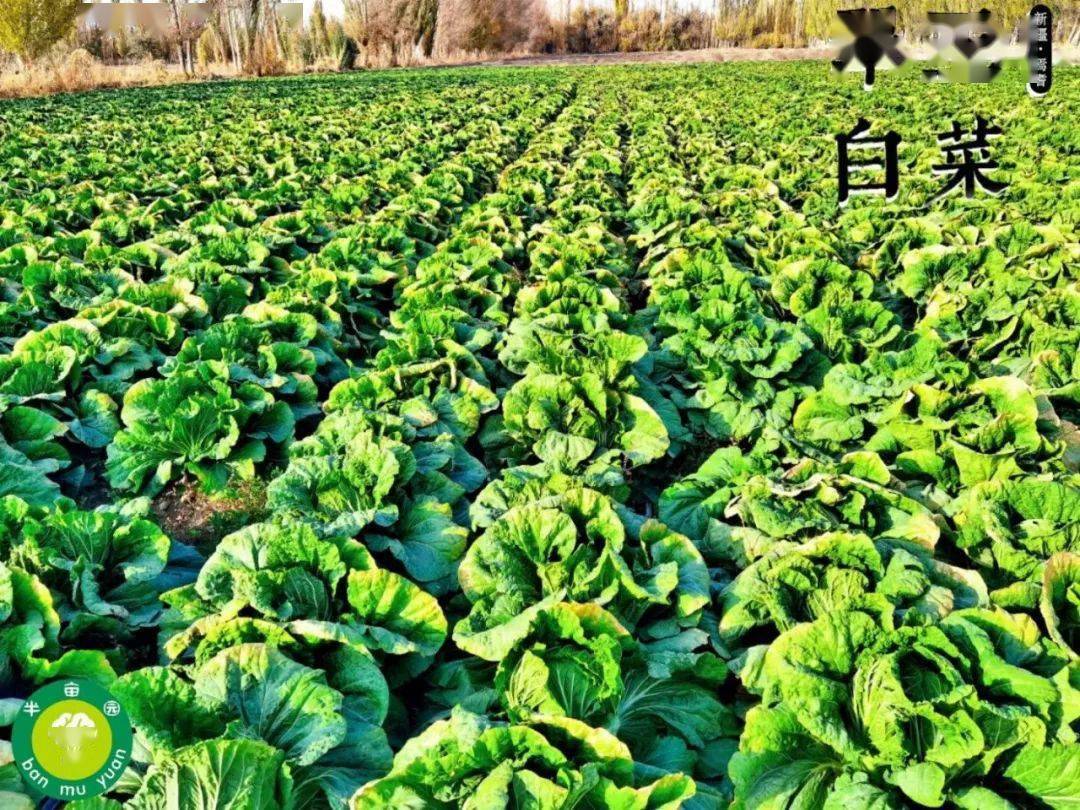 预订| 焉耆翠玉白菜,新鲜归来