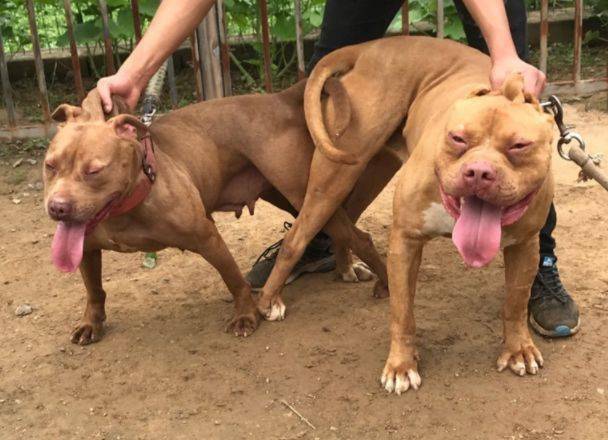 真正的班道戈犬是你有钱也买不到的猛犬,它们性情刚烈,英勇无比,而且