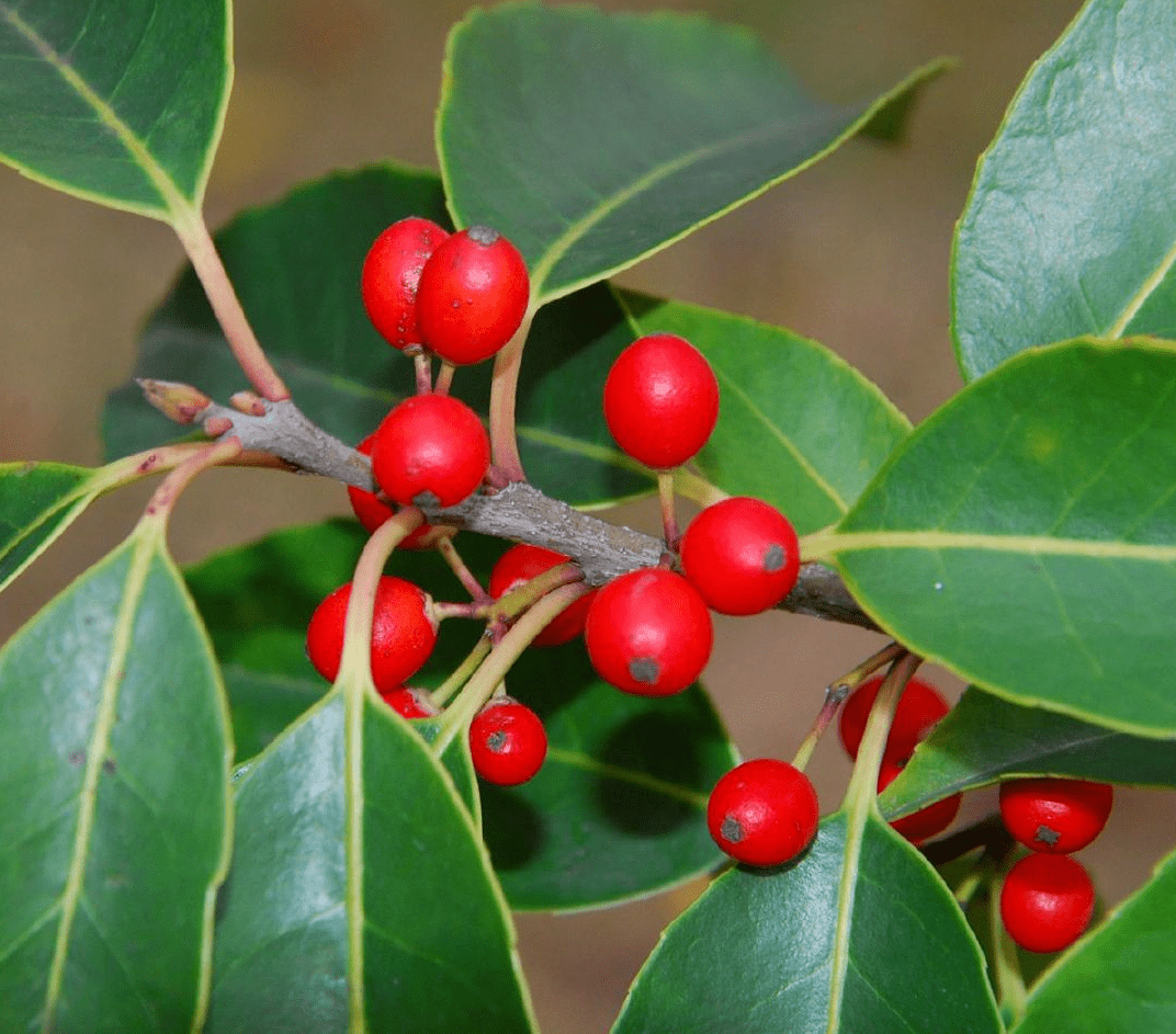 温暖秋冬的小红果你都叫得出它们的芳名吗