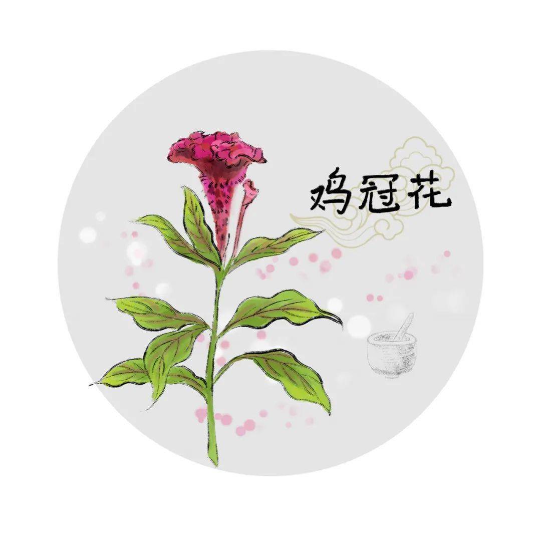 秋季里的一抹亮色——鸡冠花