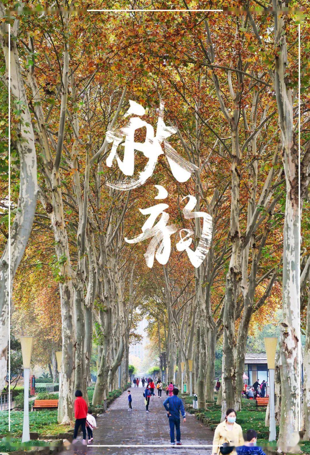 晴好天气形成的昼暖夜寒给大地染上了专属秋季的色彩王家墩公园飘飘