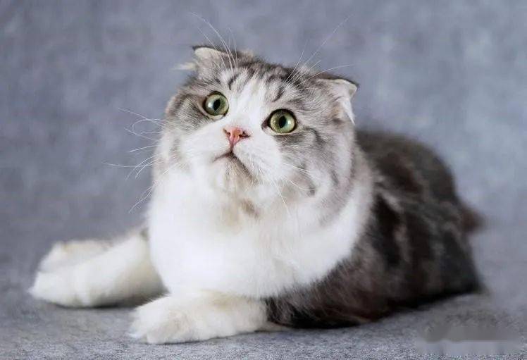 苏格兰折耳猫有着天生甜美的性格高的颜值而受到人们的热捧