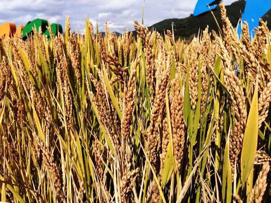 风吹麦浪美如画北仑百亩稻田迎来丰收季