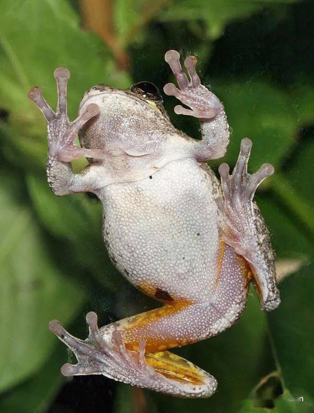 gray tree frog