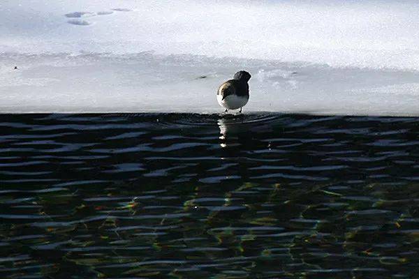 西凉的诗往后余生