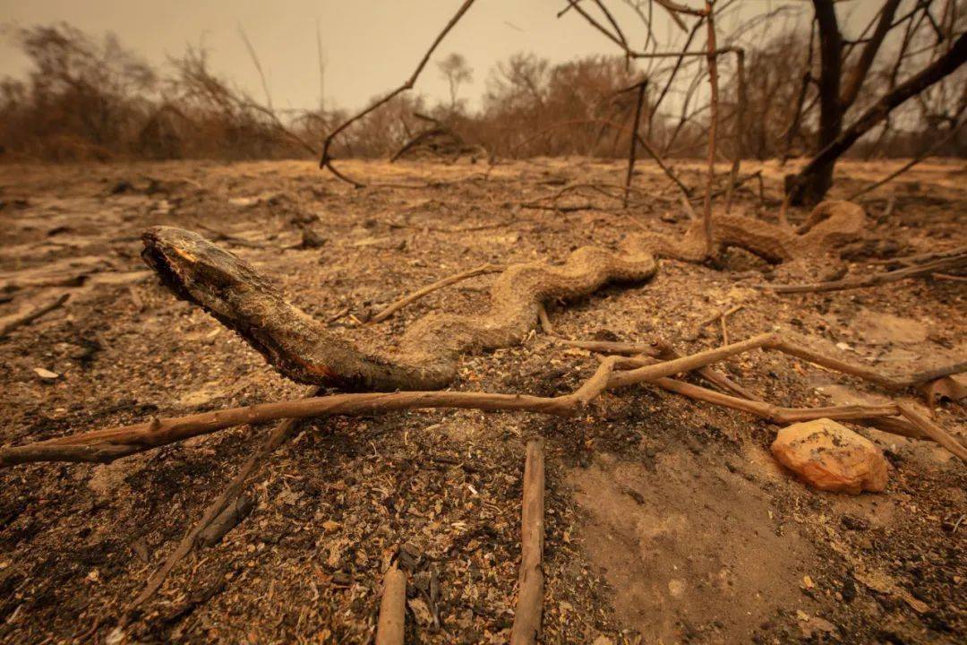 地球最大湿地被烧成了地狱
