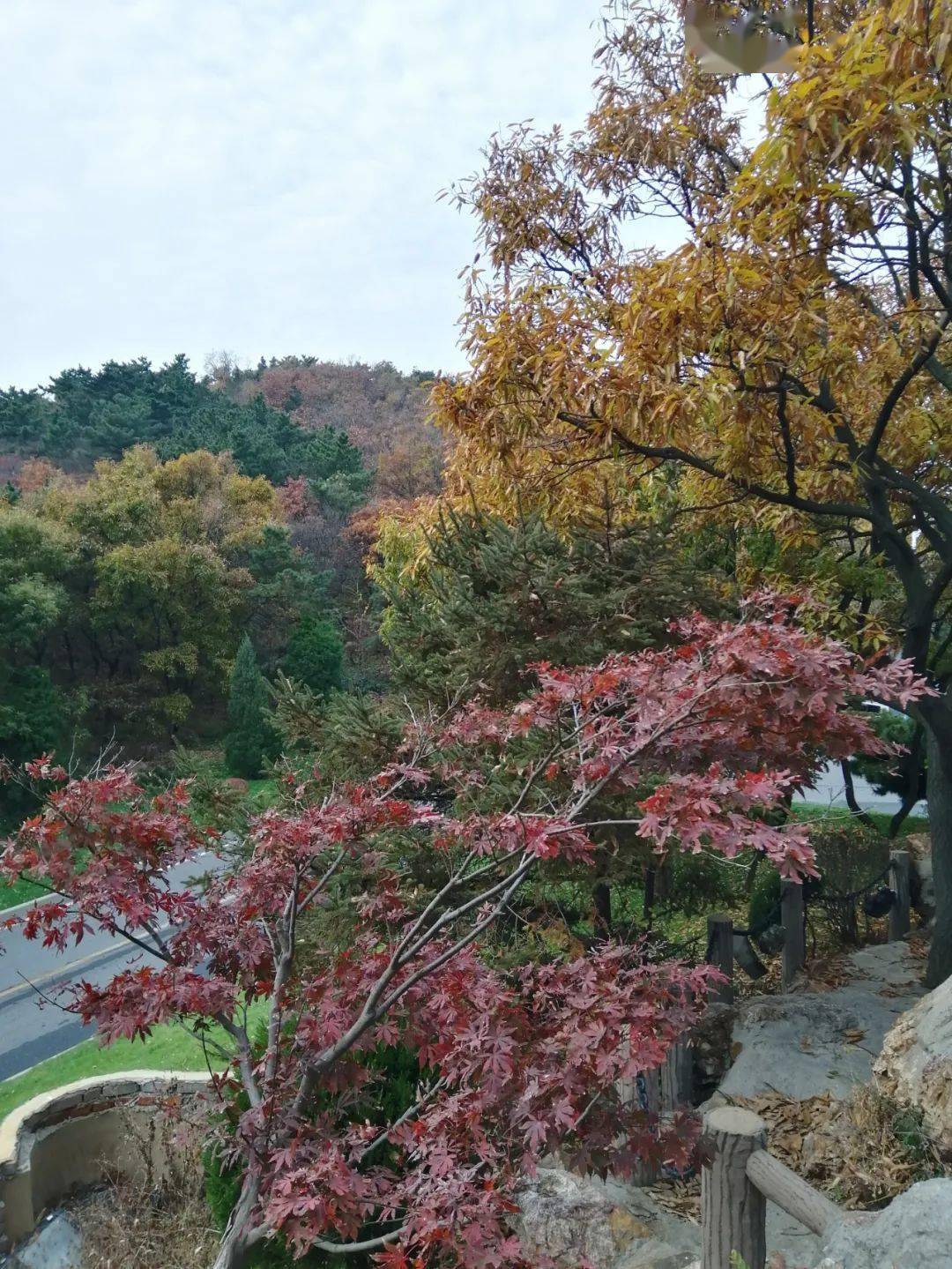 童牛岭红叶烂漫秋风对山的眷恋