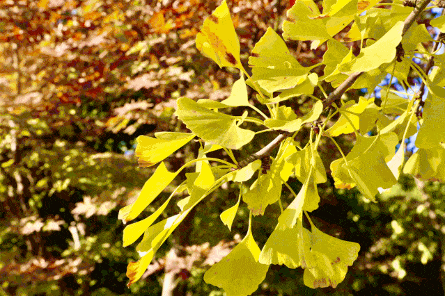 诉说着秋天的故事雅集园内,一棵棵银杏树就像是秋天的精灵在西太湖