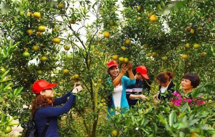 位于永春县岵山镇铺上村仙硿岩再往上500米山上的芦柑园,有着七八百株