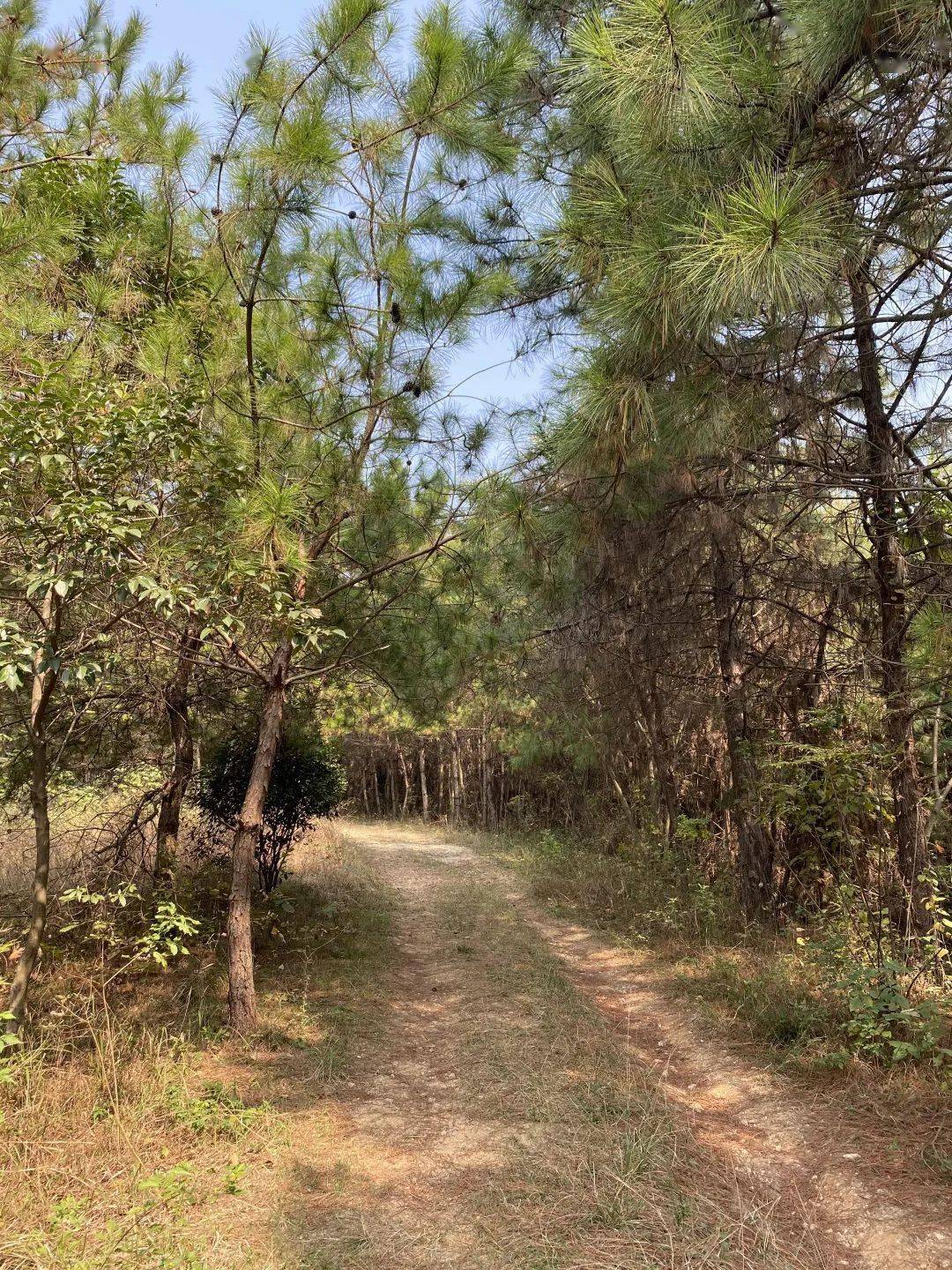 黄陂甘露山图片