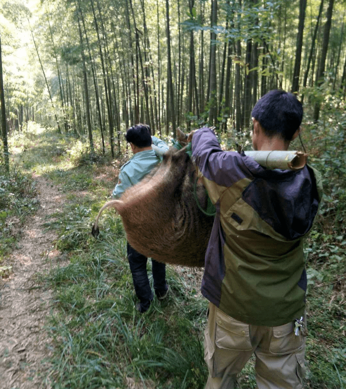 重约120斤他们打了麻药针,好不容易抬下山在小树林里拼命挣扎当时野猪