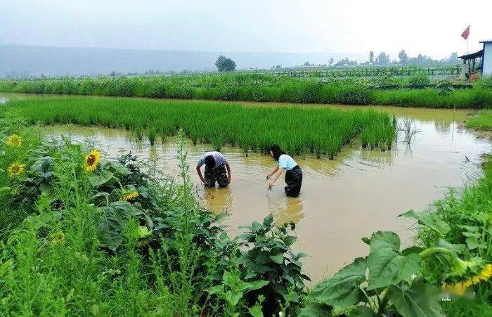 亂石灘華麗轉身成米糧田寶雞岐山縣胡新村造田種糧