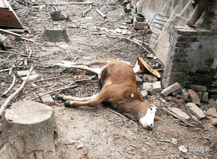 布病牛犊图片图片