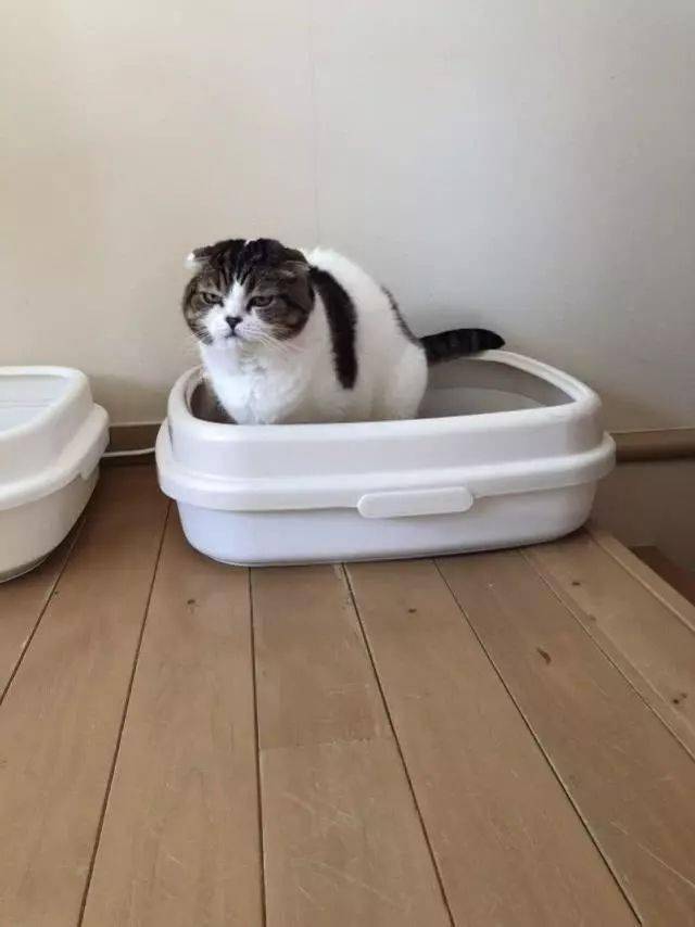 猫咪正在拉臭臭只是这表情它好像便秘了猫咪逐渐的看向了铲屎官那眼神