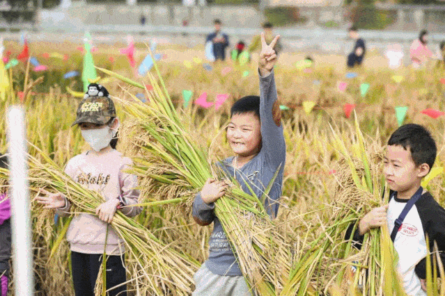 秋末冬初的季节,来稻田里撒欢儿吧!