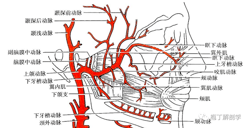 下牙槽动脉 经下颌孔入下颌管