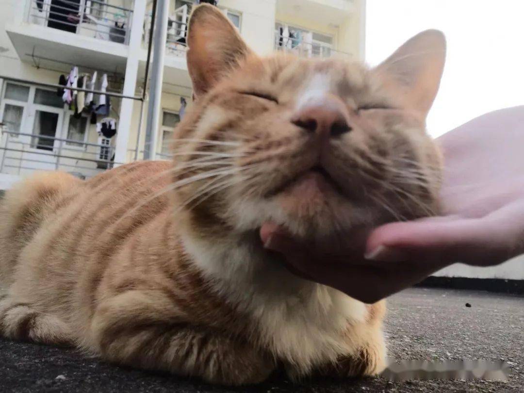 东猫讲真天猫没有我们可爱