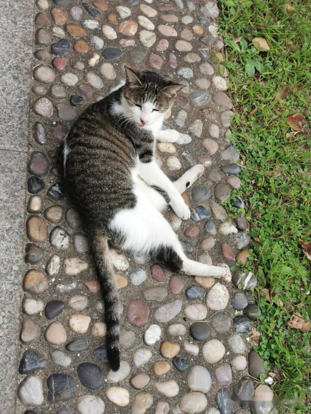 东猫讲真天猫没有我们可爱