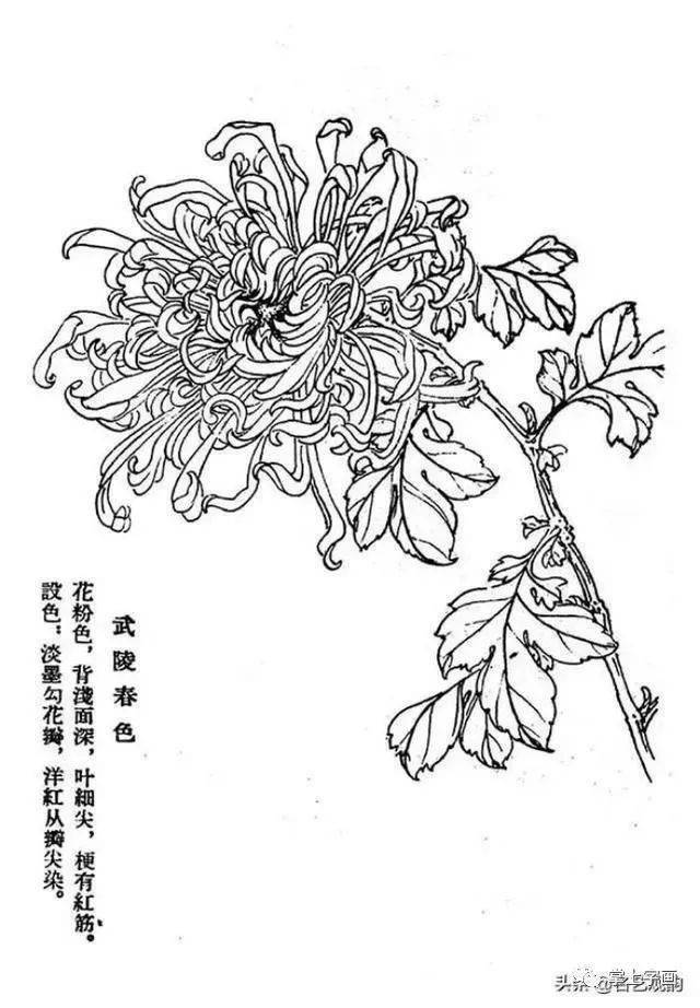 60种菊花工笔白描写生画法