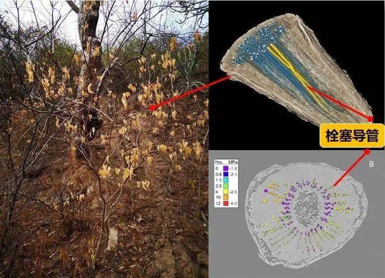 newphytol中科院版納植物園利用不同方法揭示植物木質部耐栓塞能力