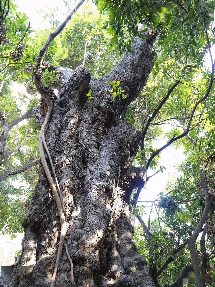 清溪惊现的全国最大最古老树龄超五百年的光叶白颜树