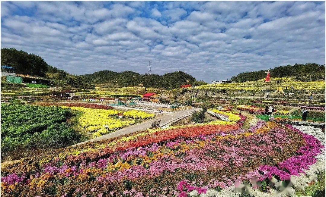 不出寧德也能看花海!千年古村萬畝秋田,吃喝玩樂統統都有_菊花