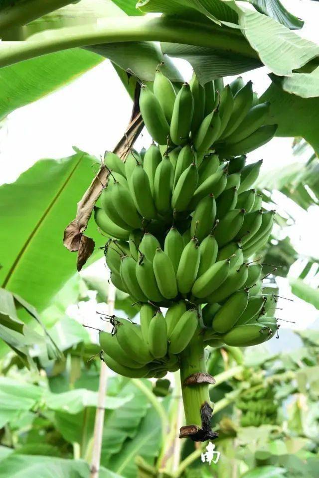 一镇一业"项目,借鉴之前的成功种植经验,再投建220亩粉蕉标准化种植