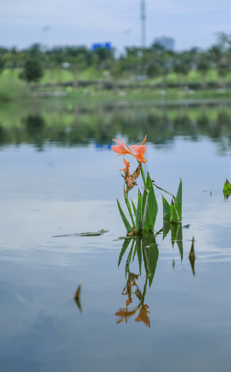 发现光明治水景观| 东坑水调蓄湖:一湾清水栖白鹭