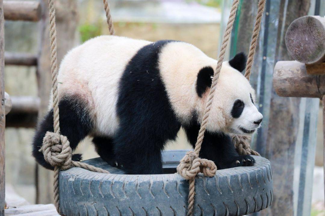 大熊猫宝宝乐翻天:我是不是你的小可爱?