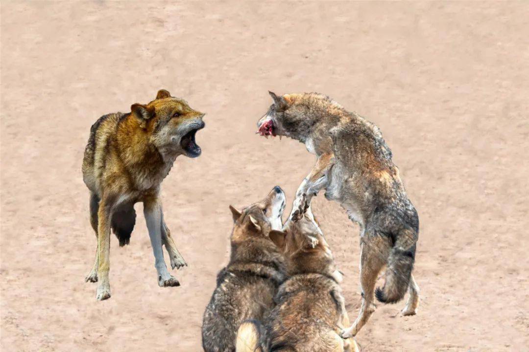 《狼吞虎咽》《梅里雪山》《暮光放羊》摄影:苑香芹《瞭望远方》