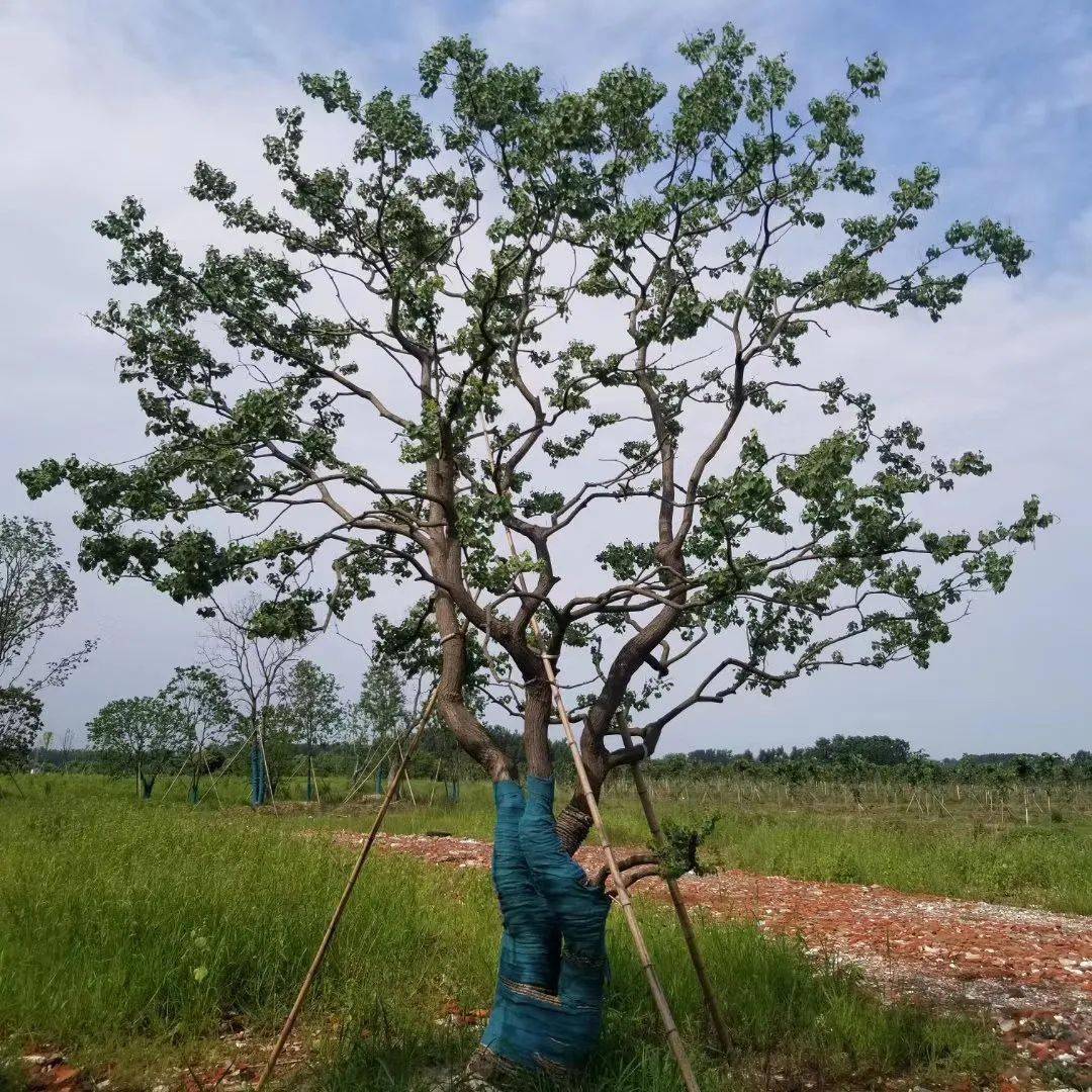 乌桕枝型伸展,枝条弯曲的弧线,分枝情况,枝条间交错形成的光影,每棵不