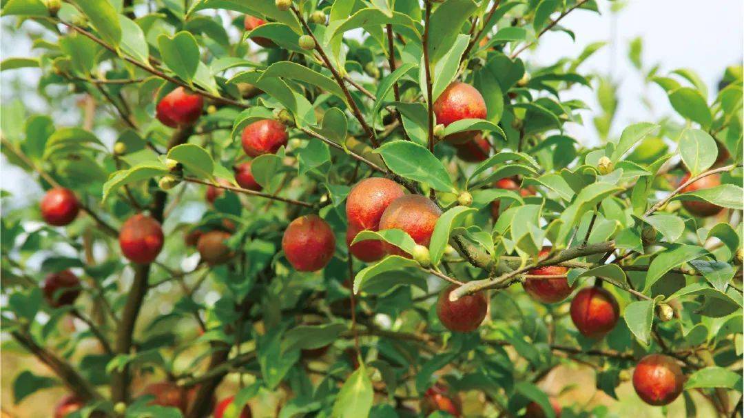 助农脱贫 | 东旭蓝天用小茶果撬动大经济_大山