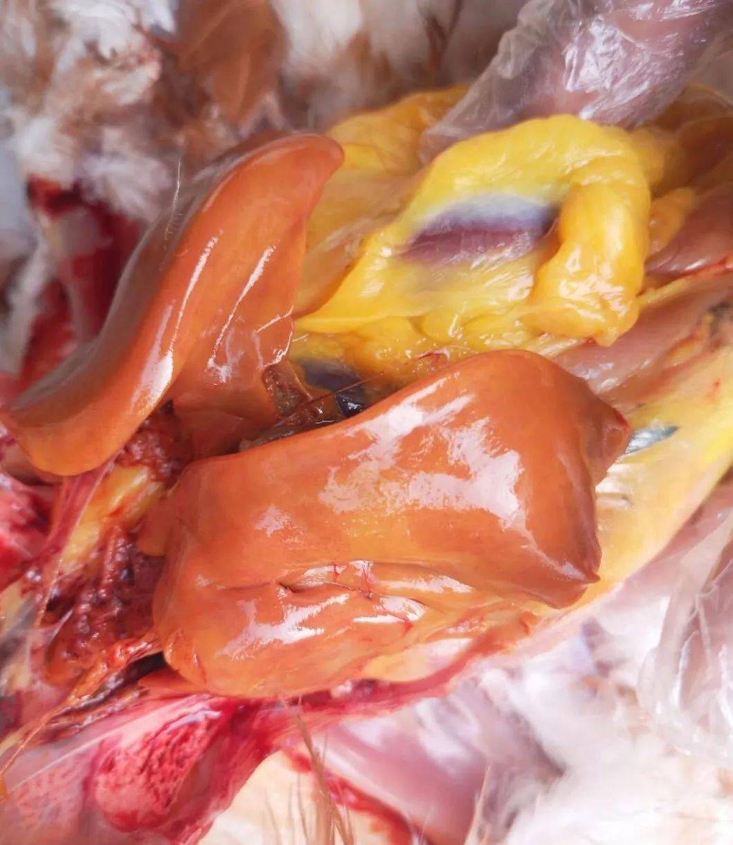 重视鸡肝脏疾病的爆发亟待解决