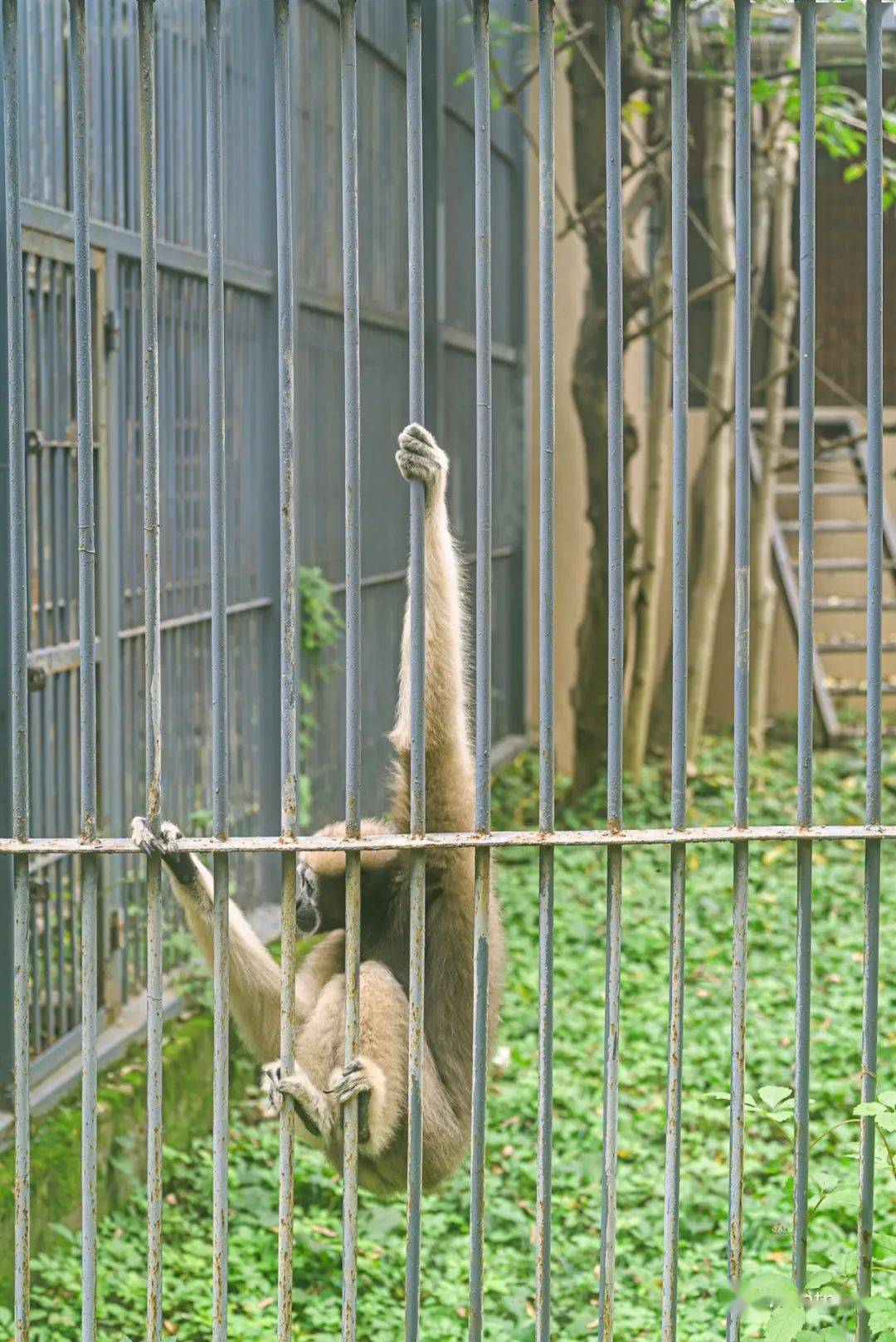 武汉动物园闭园改造图片