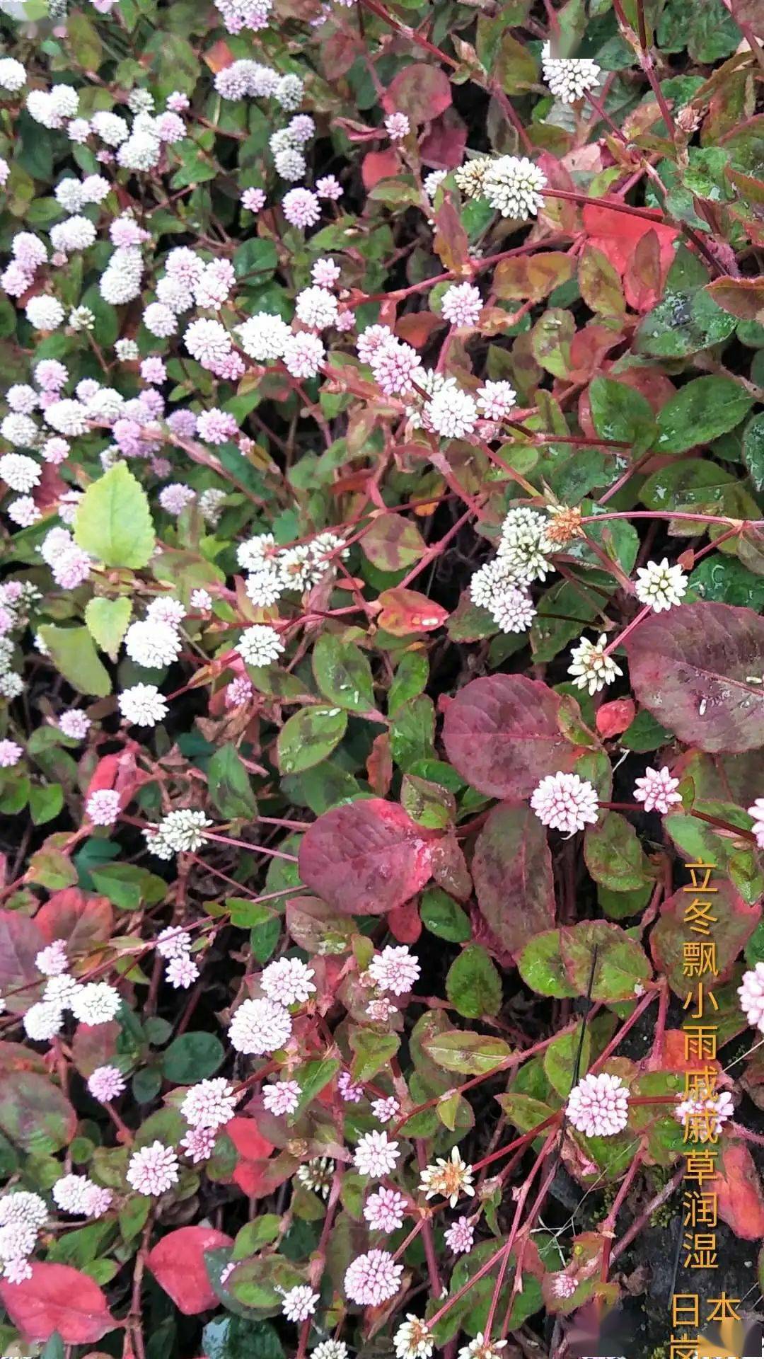 感谢所有发来照片的朋友我们下个节气11月22日小雪见!