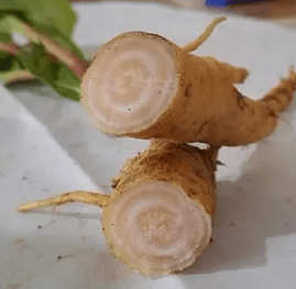 喜得土人参却把自己吃进医院这到底挖了个啥