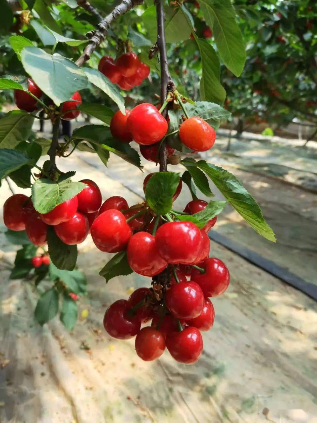 临朐县樱桃产业的成熟,除了依靠优越的自然环境,专业化的种植模式外