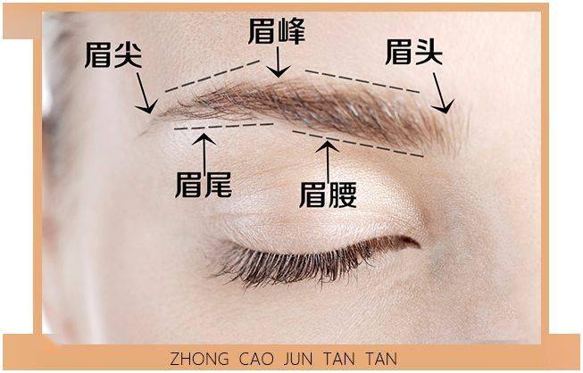 眉头,眉腰,眉峰,眉尾,眉尖眉毛分为:但是眉毛的结构是不变的.