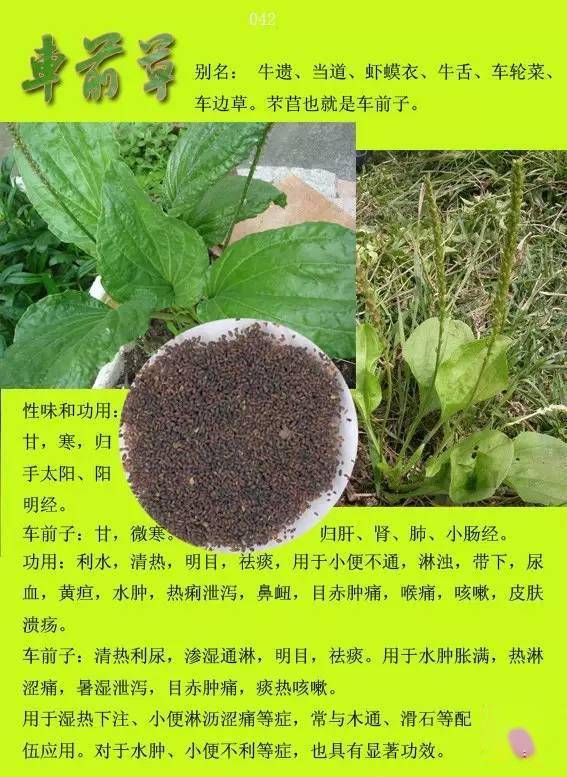 中草药大全3000种名字图片