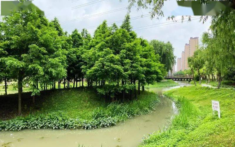 宝山这处环城绿带色彩丰富四季有景居民又一休憩散步好去处